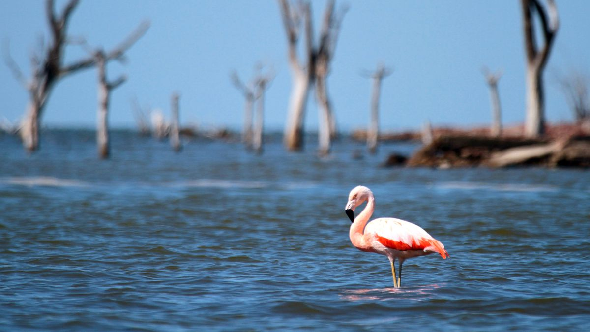 Parque Nacional Ansenuza es uno de los más visitados por su exquisita fauna y flora natural. Parque Nacional Ansenuza es uno de los más visitados por su exquisita fauna y flora natural.