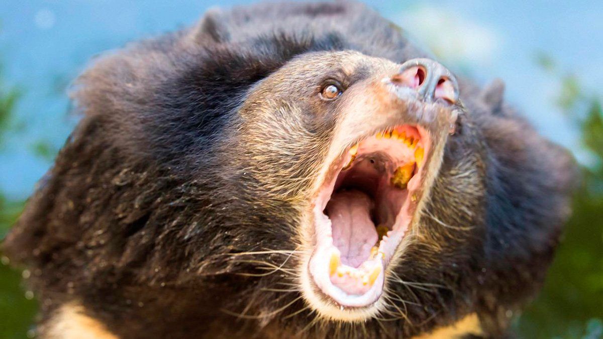 Un cazador creyó haber matado a un oso