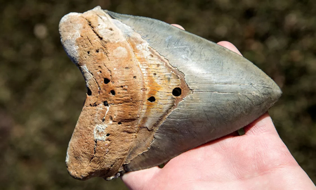 Encuentran en el desierto de Atacama dientes inmensos de un monstruo marino que dominó los océanos