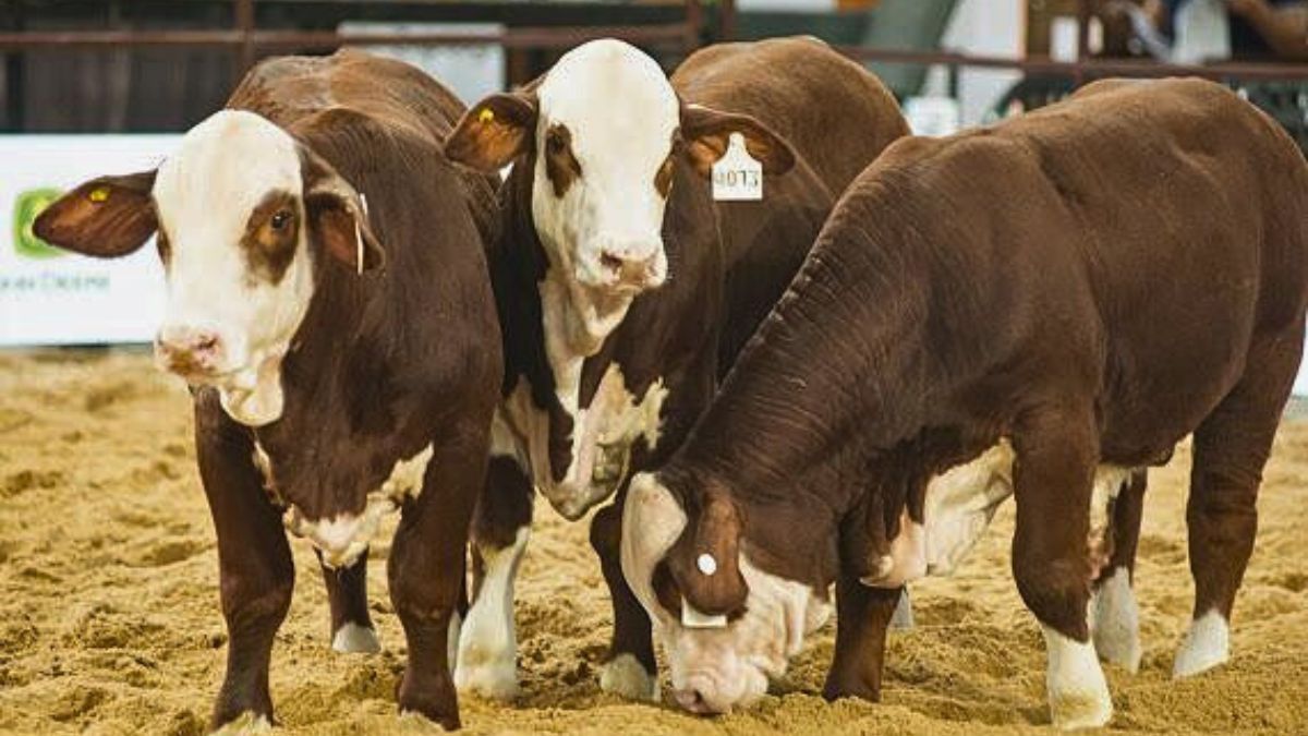 Conjunto de hembras Reservado Gran Campe&oacute;n de Caba&ntilde;a Los Charabones