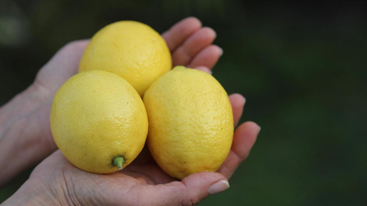 Victoria, una nena de 7 años, se puso un puesto de limones.