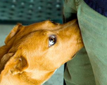 El olfato canino es capaz de detectar cambios hormonales mínimos que pasan desapercibidos para los humanos El olfato canino es capaz de detectar cambios hormonales mínimos que pasan desapercibidos para los humanos