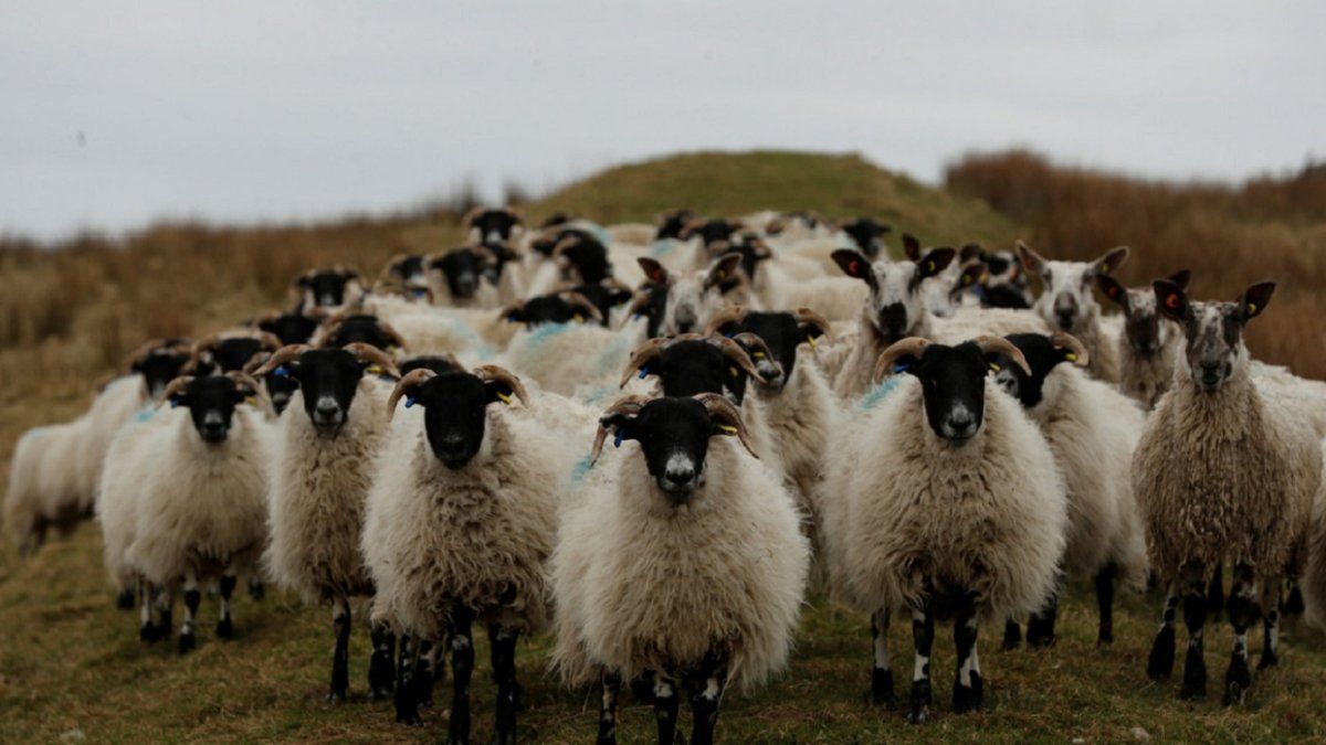 Videos: un gran rebaño de ovejas pasea por una ciudad turca en plena cuarentena