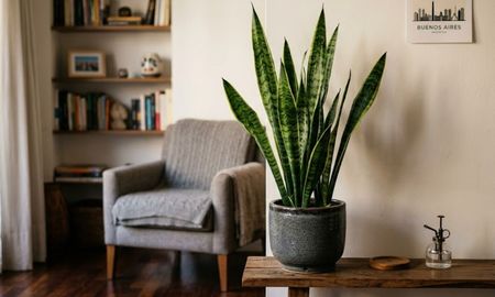Esta planta se volvió famosa por su resistencia extrema y por lo fácil que resulta cuidarla. Esta planta se volvió famosa por su resistencia extrema y por lo fácil que resulta cuidarla.