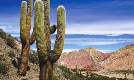 Descubrí el Parque Nacional Los Cardones en Salta. Guía completa para recorrer la Cuesta del Obispo, ver cactus gigantes y avistar cóndores en los Valles Calchaquíes. Descubrí el Parque Nacional Los Cardones en Salta. Guía completa para recorrer la Cuesta del Obispo, ver cactus gigantes y avistar cóndores en los Valles Calchaquíes.