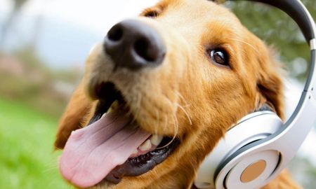 Hemos ayudado a más de 6 millones de perros en todo el mundo con problemas de ansiedad, problemas de sueño, depresión y soledad y estamos ansiosos por ayudar a millones más a usar: Terapia de música relajante; TV entretenida y estimulante; y Consejos, bricolaje y cómo hacer modificaciones, explican. Hemos ayudado a más de 6 millones de perros en todo el mundo con problemas de ansiedad, problemas de sueño, depresión y soledad y estamos ansiosos por ayudar a millones más a usar: Terapia de música relajante; TV entretenida y estimulante; y Consejos, bricolaje y cómo hacer modificaciones, explican.
