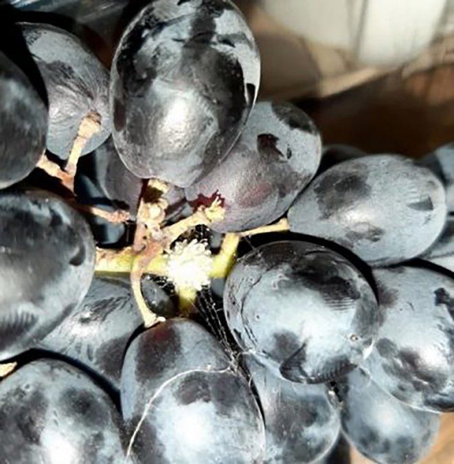 Compró una bandeja de uvas y encontró una peligrosa criatura dentro