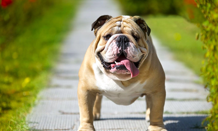 Su bulldog le destrozó la casa, ella lo retó y la reacción del perro se hizo viral
