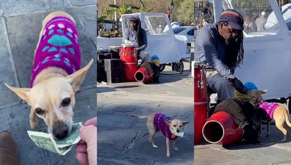 Video viral: un perro pasa la gorra para recolectar dinero durante un show musical callejero.