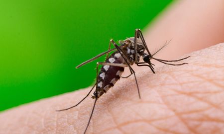 La enfermedad transmitida por el Aedes aegypti se disparó en los registros oficiales: entre el 16 y el 23 de abril se sumaron 60% más de casos, entre el 24 y el 30 de abril el incremento fue del 27% y en la última semana fue del 15%. La enfermedad transmitida por el Aedes aegypti se disparó en los registros oficiales: entre el 16 y el 23 de abril se sumaron 60% más de casos, entre el 24 y el 30 de abril el incremento fue del 27% y en la última semana fue del 15%.