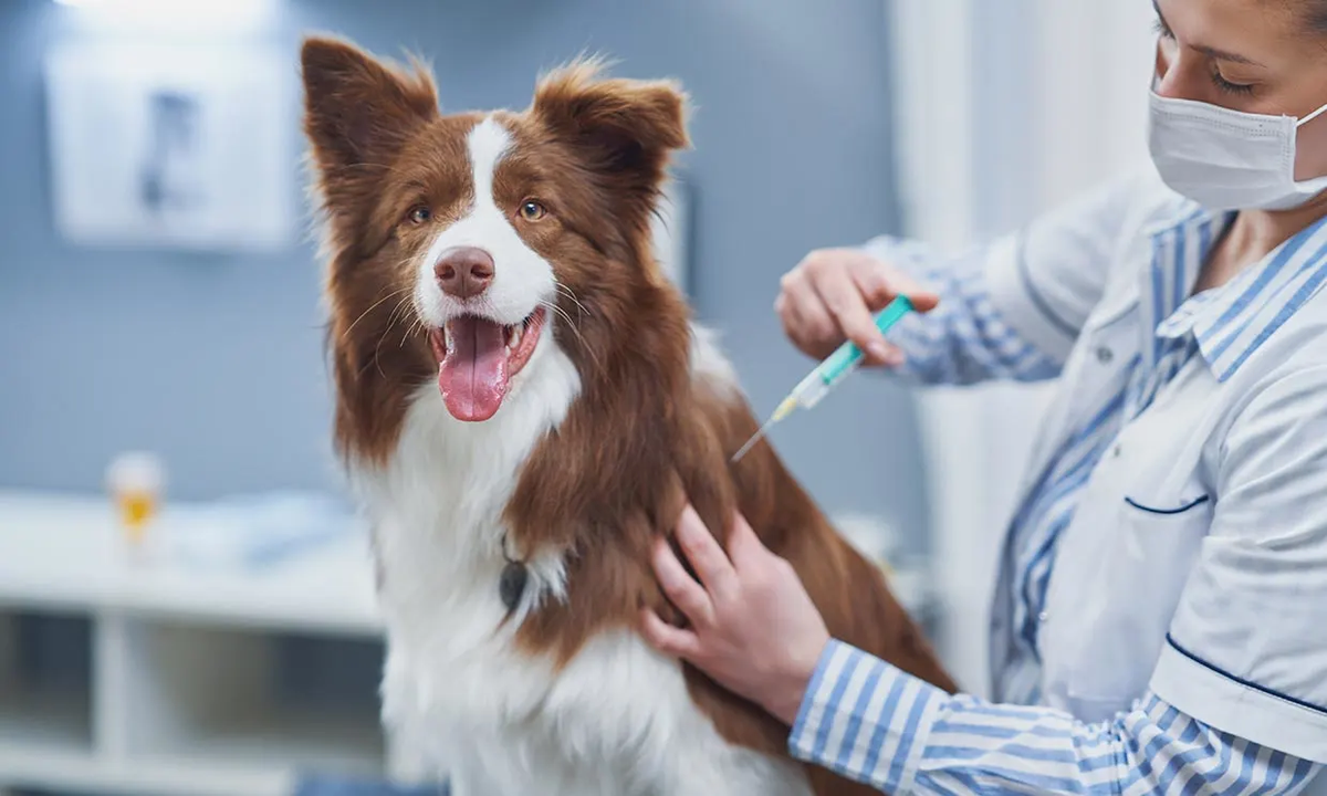 Por qué es importante vacunar a los perros y gatos