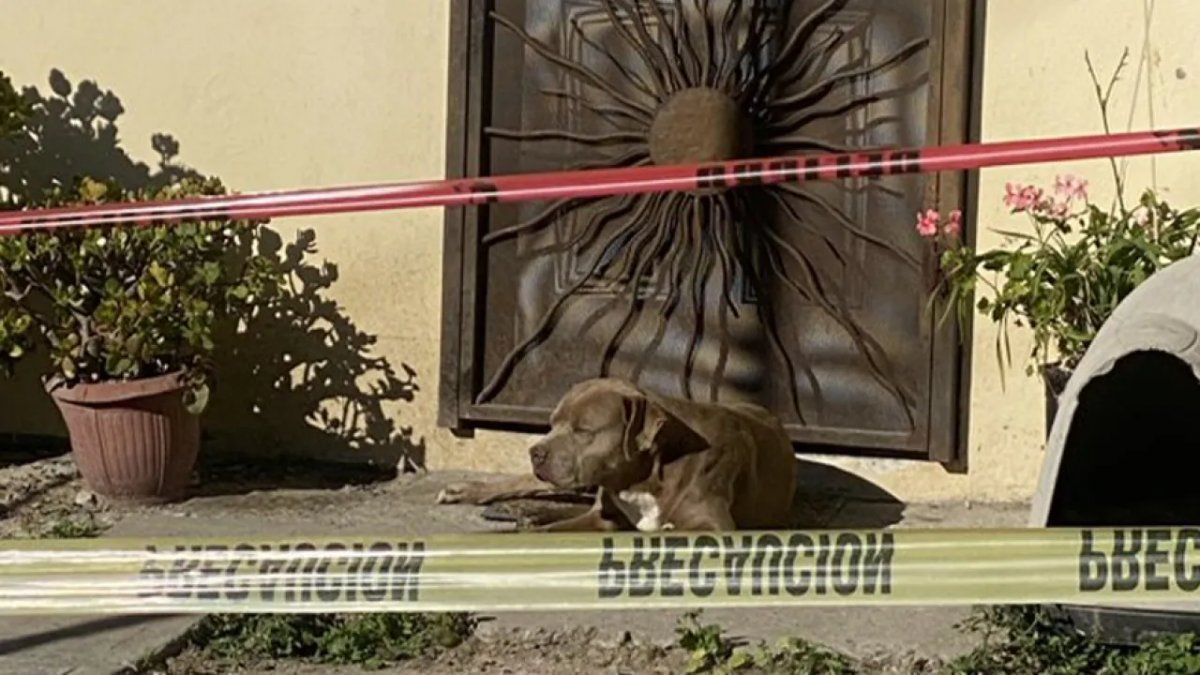 Conmovedor: el perro de una periodista asesinada la sigue esperando en la puerta de casa