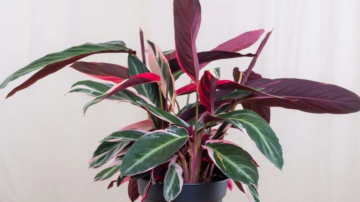 La Calathea es una planta que prefiere ambientes h&uacute;medos y c&aacute;lidos, lejos del sol directo.
