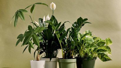 Cinco plantas decorativas que purifican el interior de tu casa