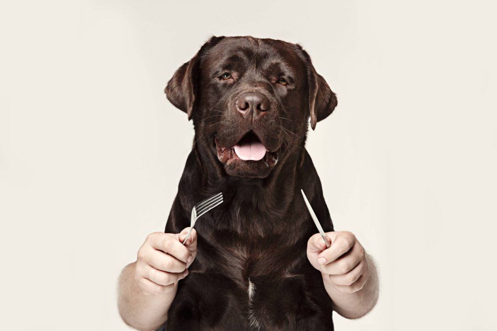 Llegó el momento de poner a tu perro a dieta