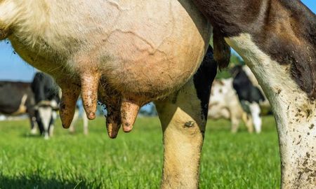 evaluan en la cuenca lechera santafesina una vacuna innovadora contra la mastitis bovina evaluan en la cuenca lechera santafesina una vacuna innovadora contra la mastitis bovina