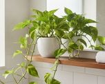 Dónde hay que poner el potus en julio para atraer prosperidad, según el Feng Shui. Dónde hay que poner el potus en julio para atraer prosperidad, según el Feng Shui.
