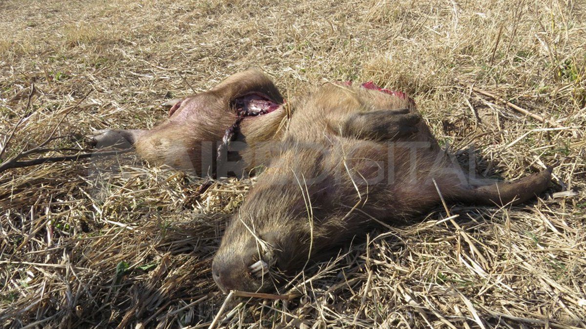 Un carpincho baleado en las islas de los humedales.