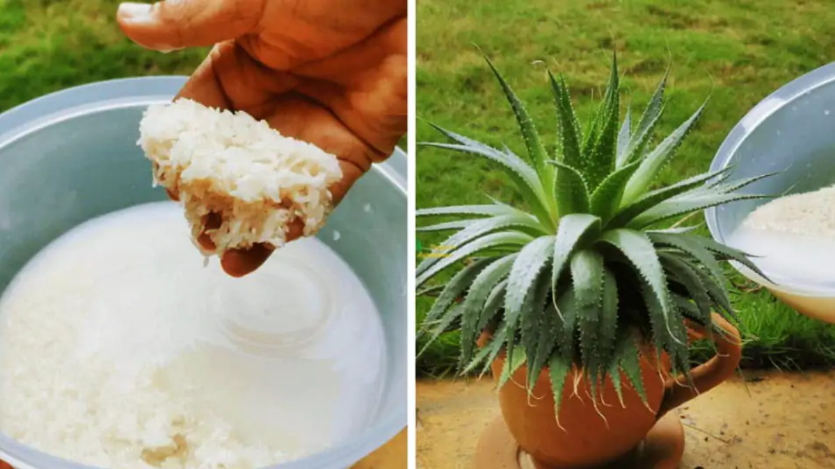 Beneficios de regar las plantas con agua de arroz