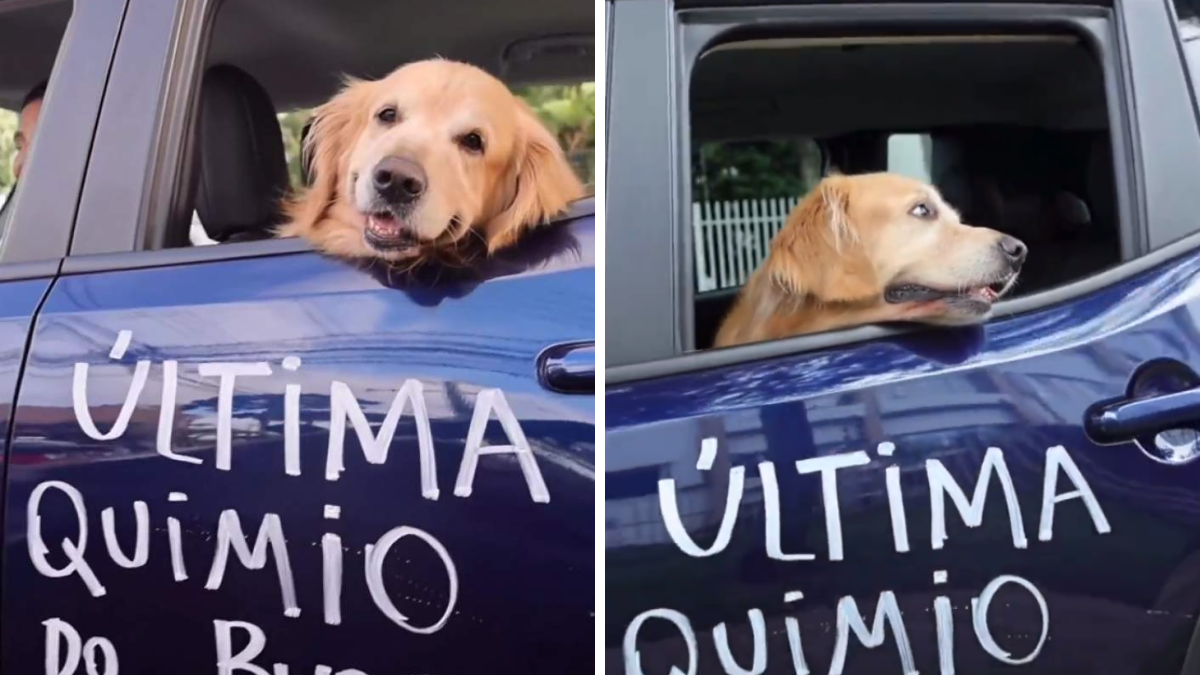 El tierno festejo de una familia al celebrar que su perrito venció al cáncer.