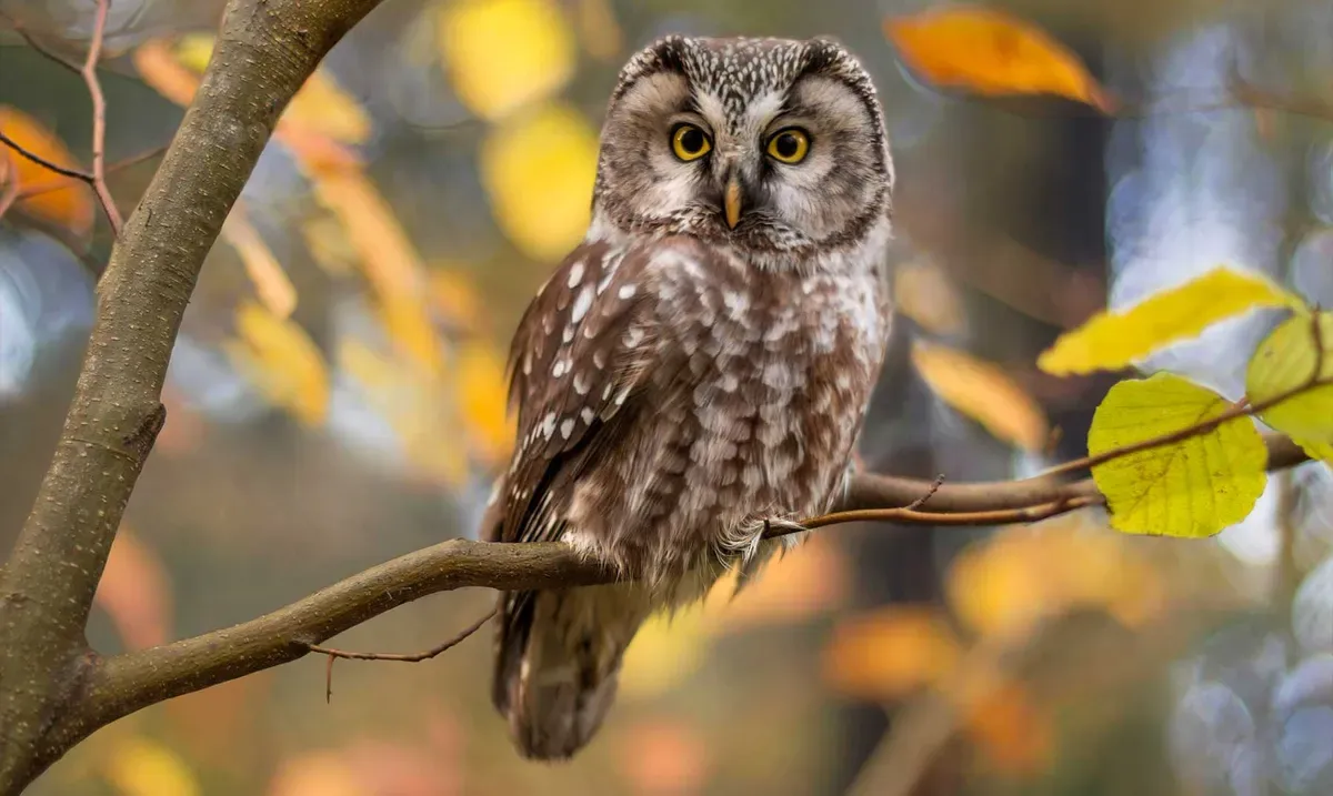 La lechuza es una gran aliada en el cuidado del Ecosistema.