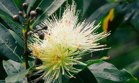 La planta perfecta para cultivar en casa que tiene mejor aroma que cualquier perfume (Foto: Pexels) La planta perfecta para cultivar en casa que tiene mejor aroma que cualquier perfume (Foto: Pexels)