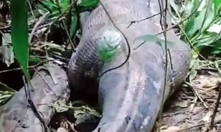 Horror en Indonesia: hallaron el cuerpo de la mujer devorada por una pitón de 5 metros Horror en Indonesia: hallaron el cuerpo de la mujer devorada por una pitón de 5 metros