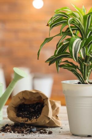 Estas plantas se desarrollan mejor en maceta y pueden llenar de color cualquier espacio. Estas plantas se desarrollan mejor en maceta y pueden llenar de color cualquier espacio.
