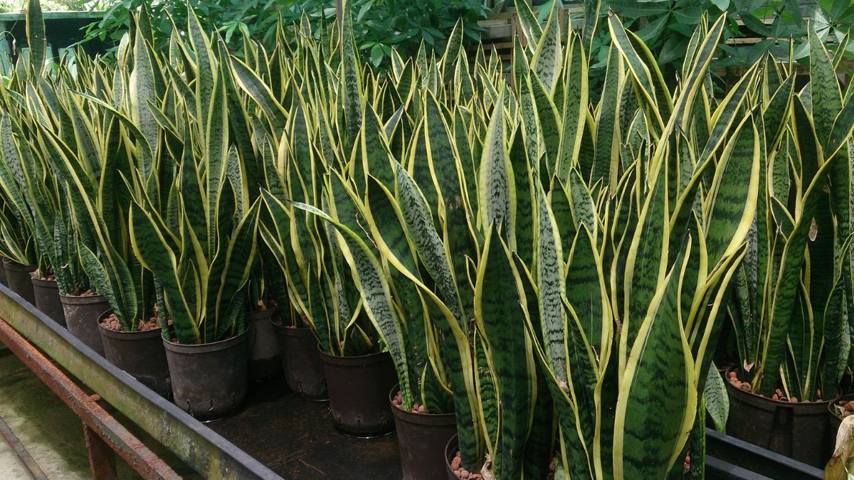 Cómo salvar las raíces podridas de la lengua de suegra: paso a paso para evitar que se muera