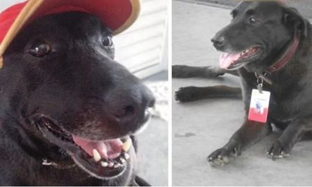Abandonan a un perro y una estación de servicio lo contrata