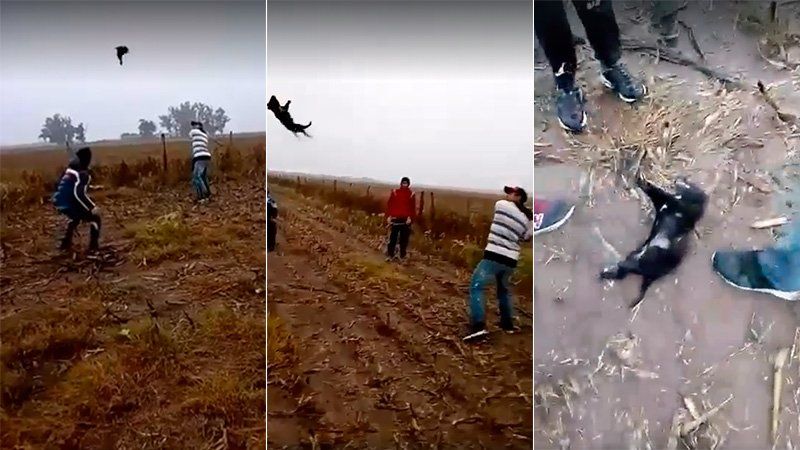 Asesinan a un perro jugando al béisbol con su cuerpo