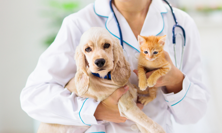 Esta clínica veterinaria en Santa Fe ofrece atención a animales exóticos. Esta clínica veterinaria en Santa Fe ofrece atención a animales exóticos.