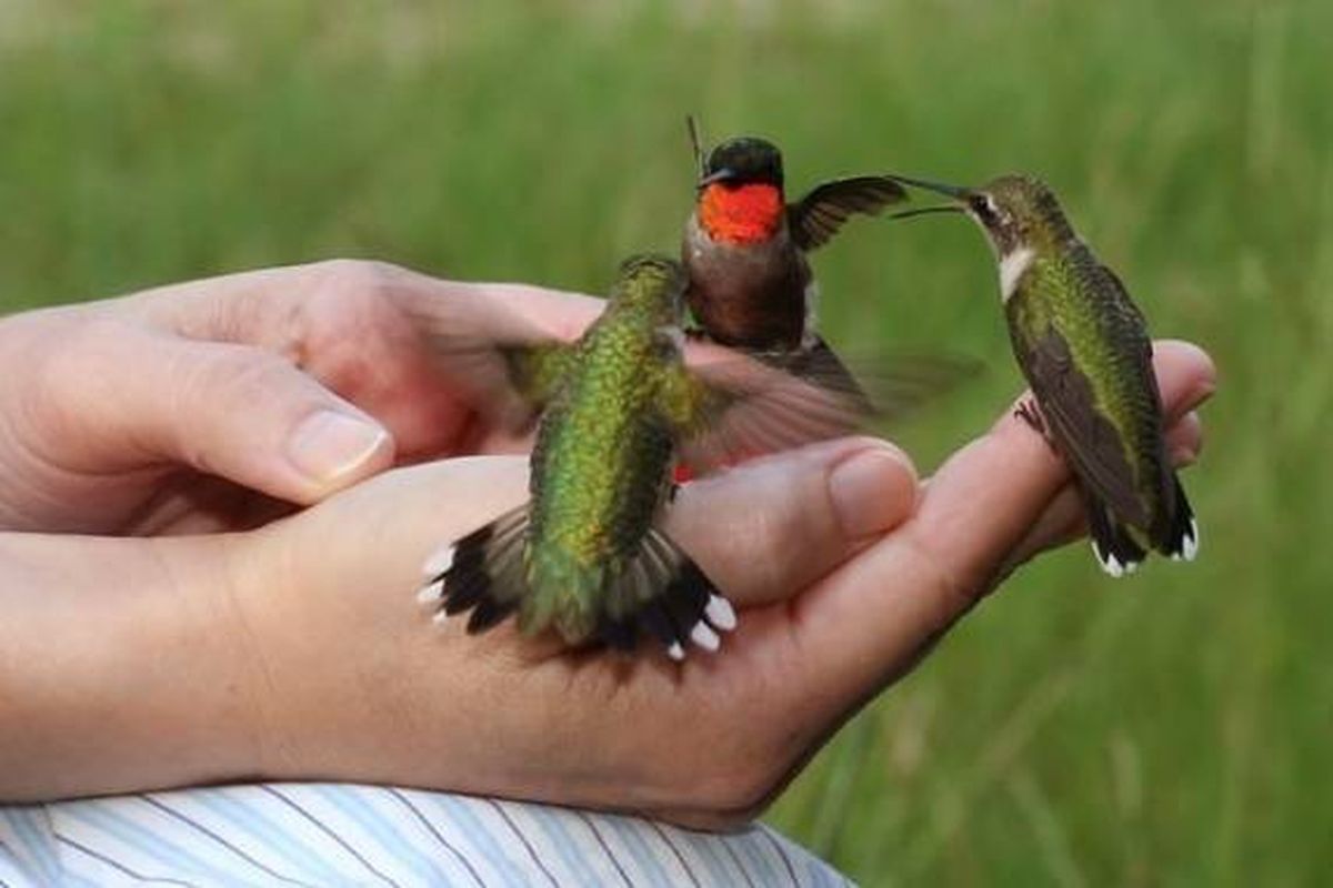 Qué significa ver un colibrí en el jardín