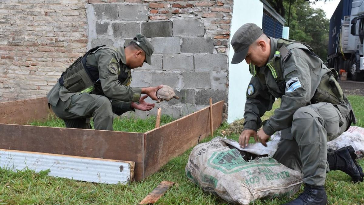 El operativo sobre la Ruta Nacional 34 fue realizado por fuerzas nacionales y luego se coordinó con el gobierno de la provincia de Santa Fe para el traslado de los animales. El operativo sobre la Ruta Nacional 34 fue realizado por fuerzas nacionales y luego se coordinó con el gobierno de la provincia de Santa Fe para el traslado de los animales.
