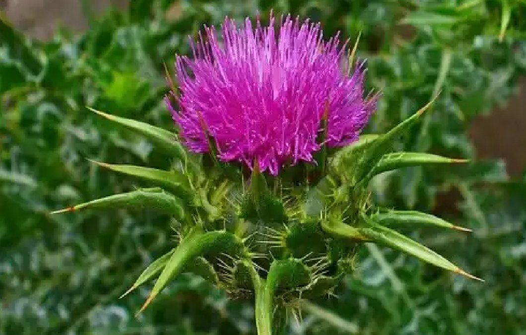 Plantas medicinales para cuidar el hígado