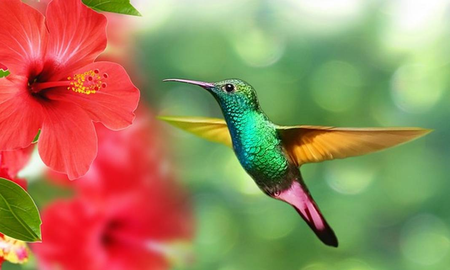 El colibrí es el ave más pequeña del mundo y fascina a todos por sus colores y su vuelo. El colibrí es el ave más pequeña del mundo y fascina a todos por sus colores y su vuelo.