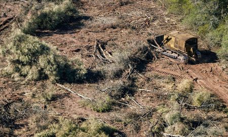 Aire de Santa Fe | desmonte en chaco - greenpeace.jpg