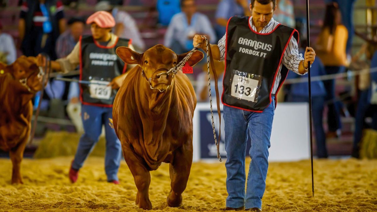 Brangus celebrar&aacute; su 55&deg; Gran Nacional y la 19&deg; del Ternero de la raza