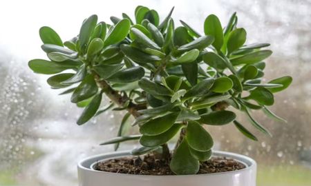 Qué significa que el árbol de jade crezca rápido, según el Feng Shui. Qué significa que el árbol de jade crezca rápido, según el Feng Shui.