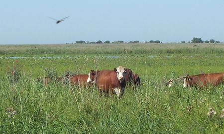 El aumento de la carga ganadera en los humedales ha generado diversas problemáticas ambientales, sociales y económicas, explican desde el grupo Vacas Verdes. El aumento de la carga ganadera en los humedales ha generado diversas problemáticas ambientales, sociales y económicas, explican desde el grupo Vacas Verdes.