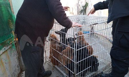 Los animales vivían en Cándido Pujato al 2400 con una mujer mayor de 64 años.&nbsp;