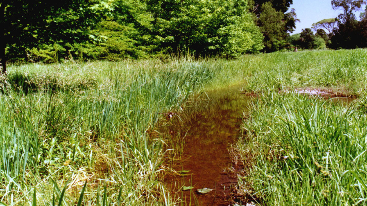 Esta especie es muy agresiva por tratarse de una variedad que vive en ambientes rurales, silvestres o naturales como los humedales y suele picar al ganado. Esta especie es muy agresiva por tratarse de una variedad que vive en ambientes rurales, silvestres o naturales como los humedales y suele picar al ganado.