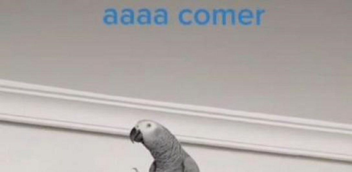 Video viral: el loro con complejo de abuela que te manda a comer.