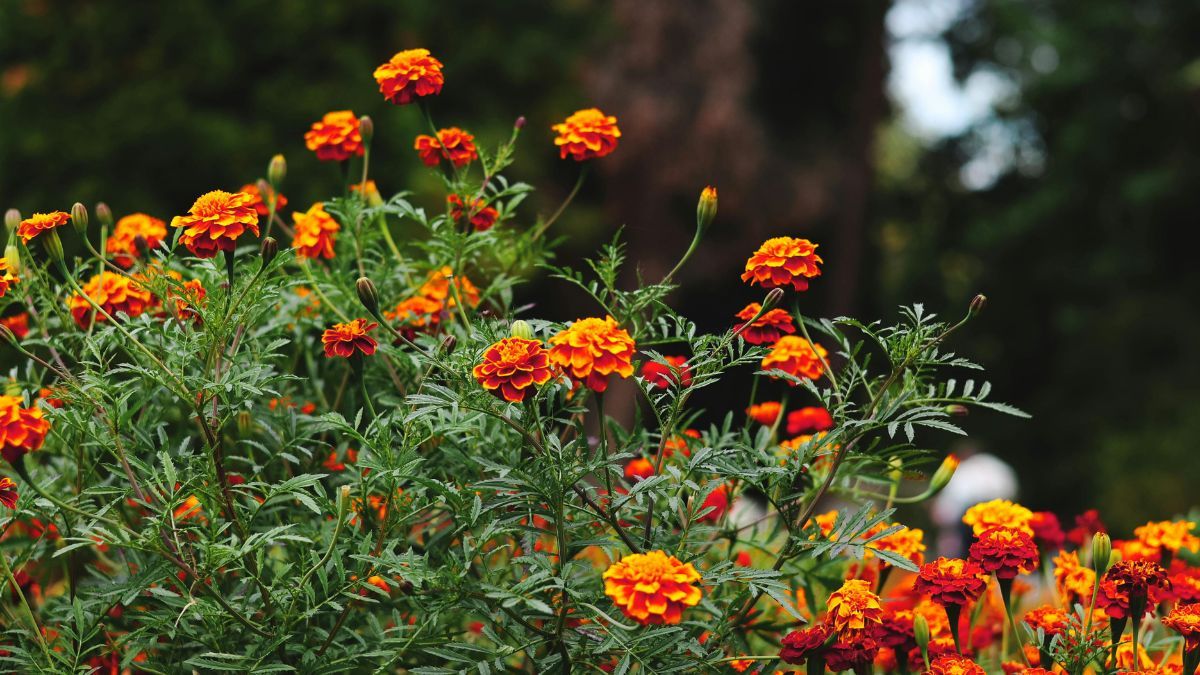 Florecen con intensidad en primavera y toleran muy bien las temperaturas bajas. Florecen con intensidad en primavera y toleran muy bien las temperaturas bajas.