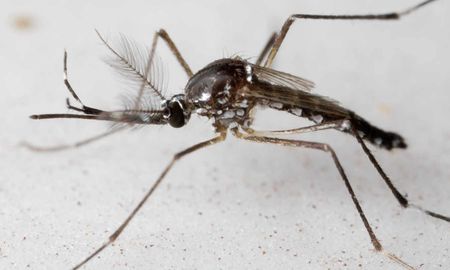 La situación provincial es heterogénea, pero estamos expuestos a tener un nuevo brote de dengue, sostuvo Cudós. La situación provincial es heterogénea, pero estamos expuestos a tener un nuevo brote de dengue, sostuvo Cudós.