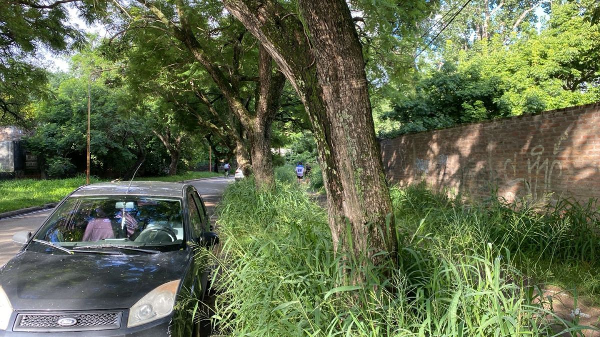 Vecinos de barrio sur piden urgentemente una solución para una zona con pastizales muy altos.
