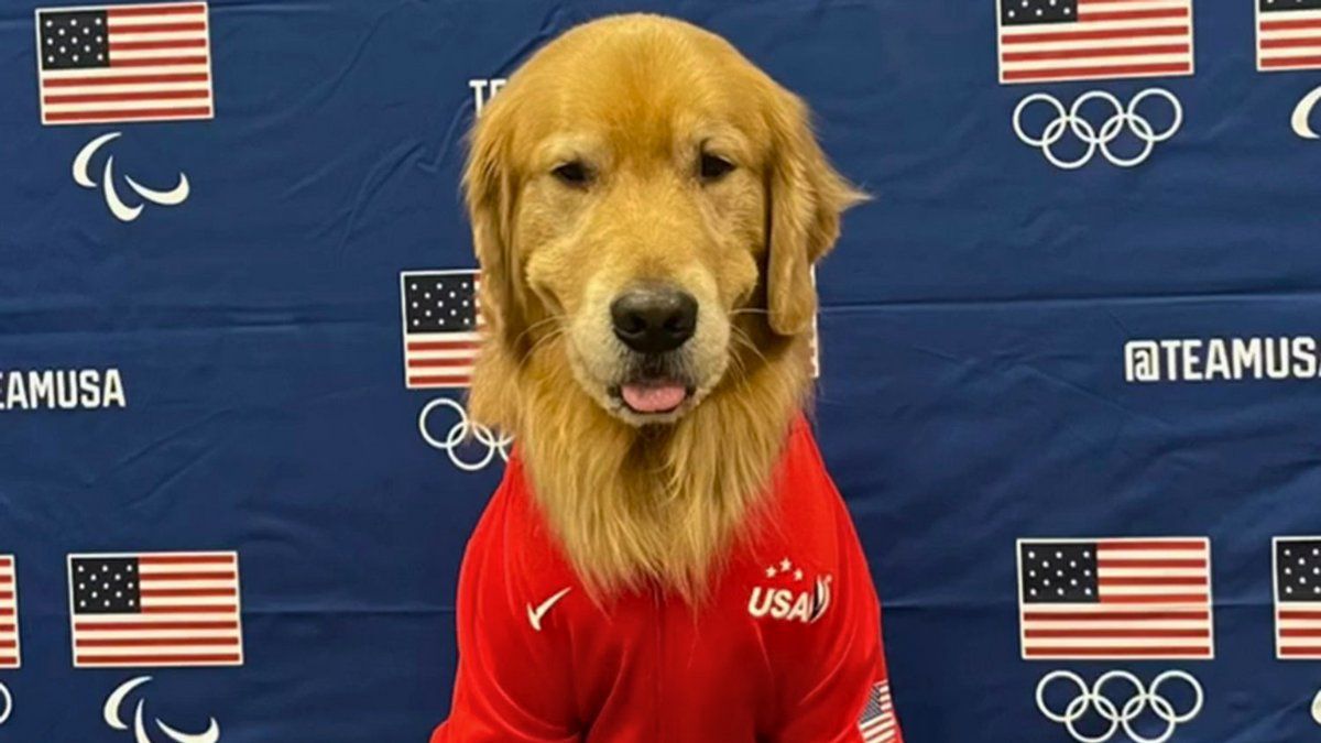 Beacon, el primer perro terapia de los Juegos Olímpicos 2024