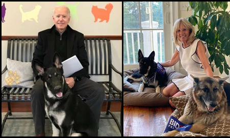 Conocé a Major, el perro rescatado de Joe Biden Conocé a Major, el perro rescatado de Joe Biden