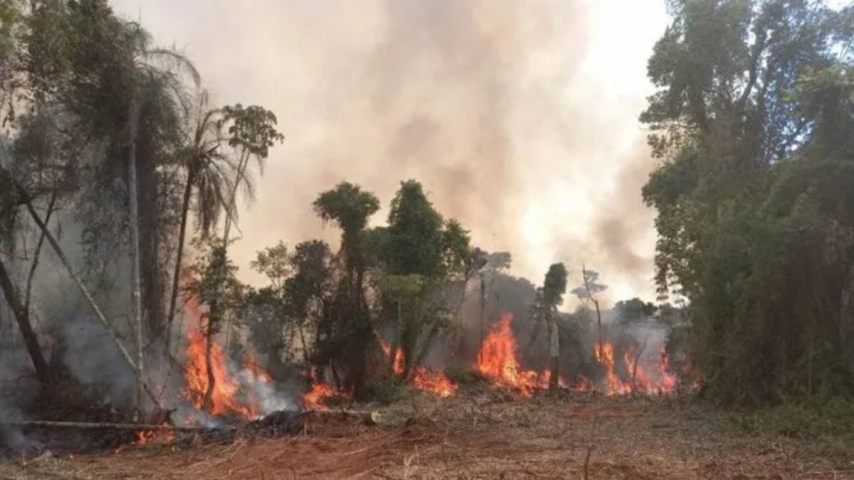 Además del Delta del Paraná, otro ecosistema fuertemente afectado por las llamas son los Esteros del Iberá.