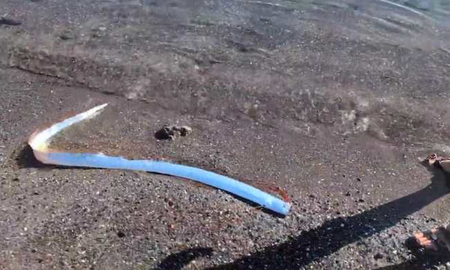 terror por la aparicion de un pez remo de las profundidades en costas de mexico que podria anunciar una catastrofe terror por la aparicion de un pez remo de las profundidades en costas de mexico que podria anunciar una catastrofe